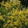 Golden Rain Tree #7 - Image 2